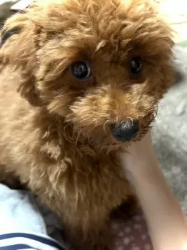 Y 様のお迎えした子犬