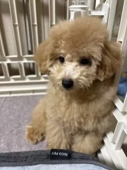 T.S 様のお迎えした子犬