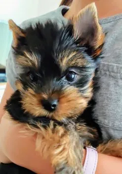 K 様のお迎えした子犬