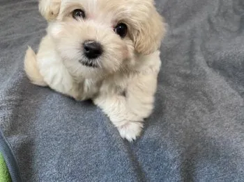 N.M 様のお迎えした子犬