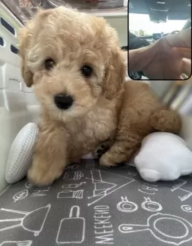 M . K 様のお迎えした子犬