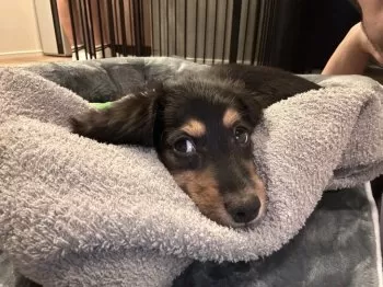 tky.o 様のお迎えした子犬
