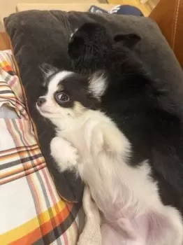 マサキ 様のお迎えした子犬