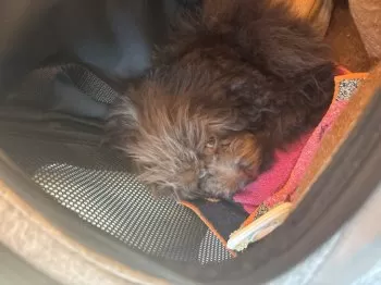 豆涼 様のお迎えした子犬