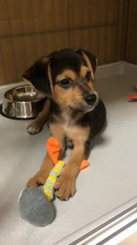 Y.Y 様のお迎えした子犬