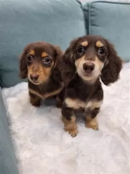 S 様のお迎えした子犬