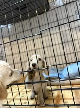 N.H 様のお迎えした子犬