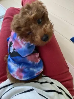 Y.I 様のお迎えした子犬