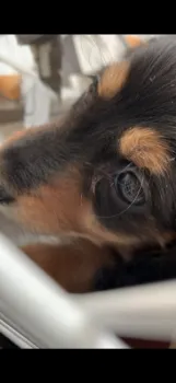 こが 様のお迎えした子犬