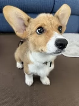 T.B 様のお迎えした子犬