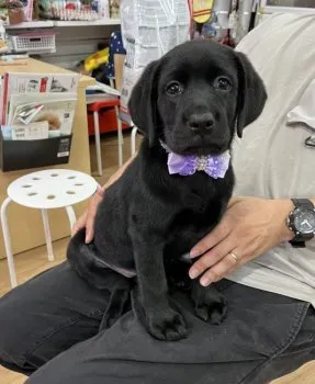 M.T 様のお迎えした子犬