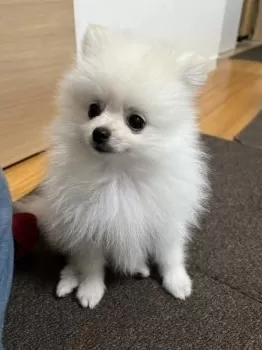 Y.K 様のお迎えした子犬