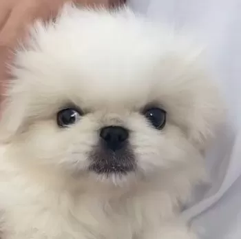 まっつん 様のお迎えした子犬