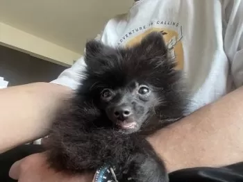 バド 様のお迎えした子犬