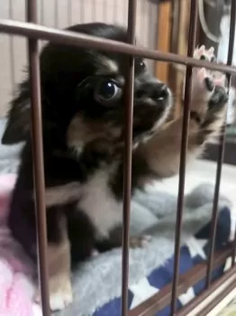100の願い 様のお迎えした子犬