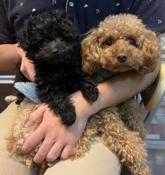 たこやき 様のお迎えした子犬