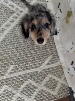 宏 様のお迎えした子犬