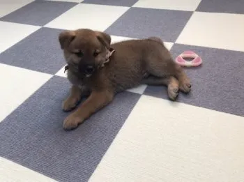 しの 様のお迎えした子犬