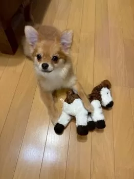 小松 様のお迎えした子犬