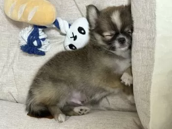 まり 様のお迎えした子犬