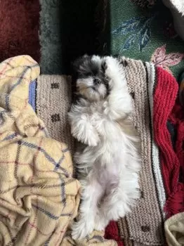 Y.M 様のお迎えした子犬