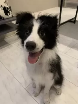 M.K 様のお迎えした子犬