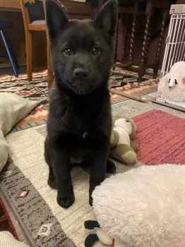R.I 様のお迎えした子犬