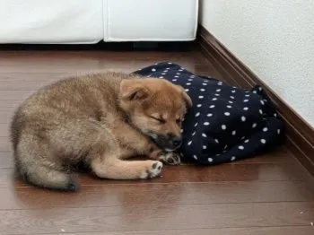 M.S 様のお迎えした子犬