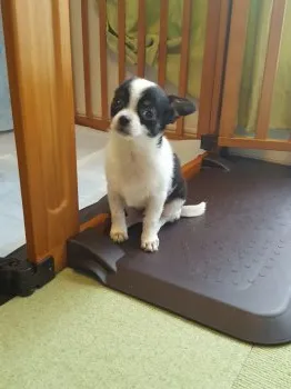 ペロもぐ 様のお迎えした子犬