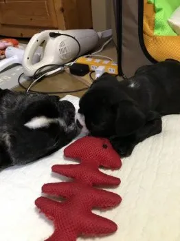 machi 様のお迎えした子犬