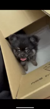 Y.N 様のお迎えした子犬