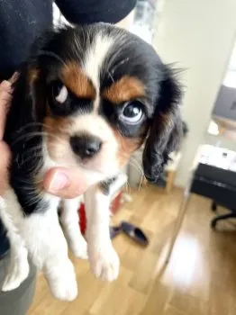 浜っ子 様のお迎えした子犬