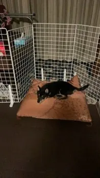 M.K 様のお迎えした子犬