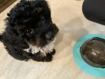 タビのお母さん 様のお迎えした子犬