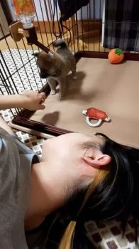 きなこ 様のお迎えした子犬