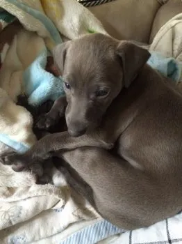 ノコノコ 様のお迎えした子犬