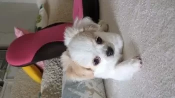 しもちゃん 様のお迎えした子犬