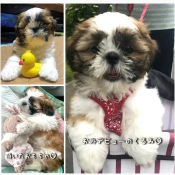 I.S 様のお迎えした子犬