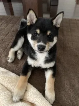 サクマ 様のお迎えした子犬