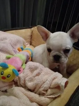 M.S 様のお迎えした子犬