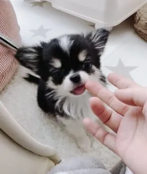ショコラ ママ 様のお迎えした子犬