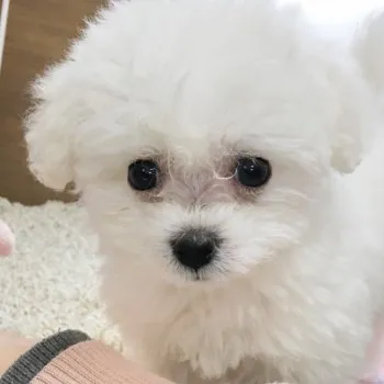 みぽりん 様のお迎えした子犬