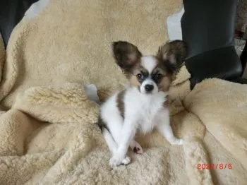 ルイ 様のお迎えした子犬