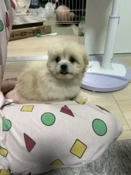 A.T 様のお迎えした子犬