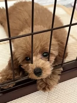 なおまる 様のお迎えした子犬