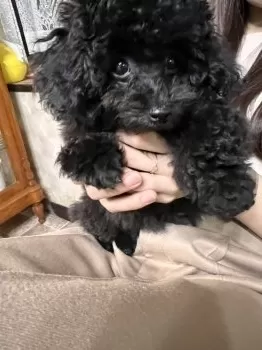 ハニーのママ 様のお迎えした子犬
