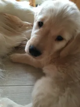 まんまる 様のお迎えした子犬