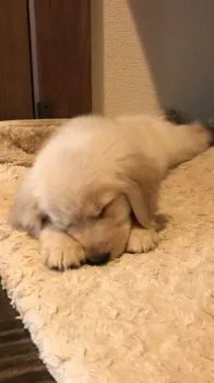 チカ 様のお迎えした子犬