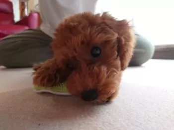 Loco 様のお迎えした子犬