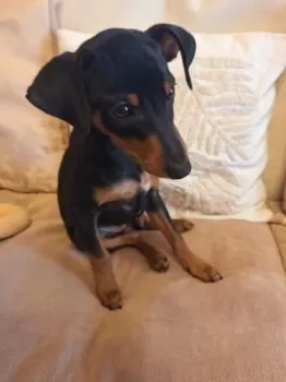 ピノママ 様のお迎えした子犬